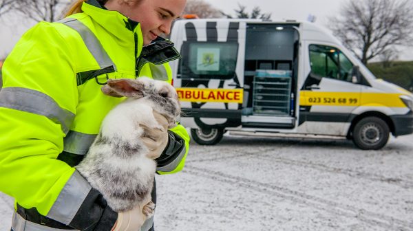 Dierenambulance maakt overuren vanwege dieren in nood door vrieskou