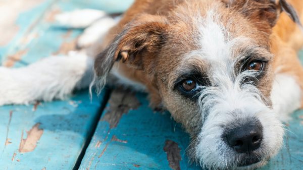 Inspectiedienst Dierenbescherming redt 61 hondjes uit woning