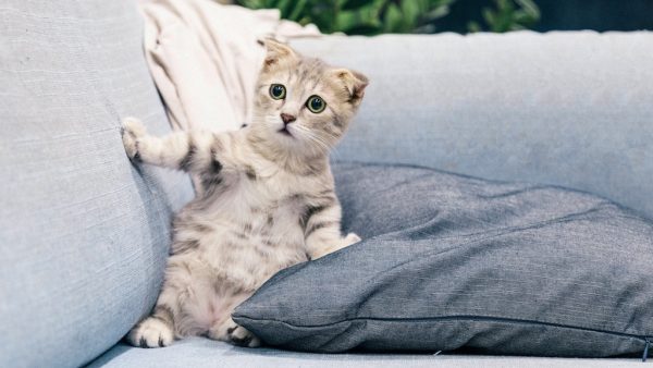 katten Zoom