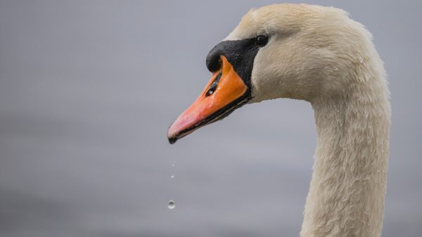 Brandweerman redt rouwende zwaan uit bevroren water, maar zakt er zelf doorheen