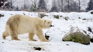 ijsbeer olieka Diergaarde Blijdorp overleden