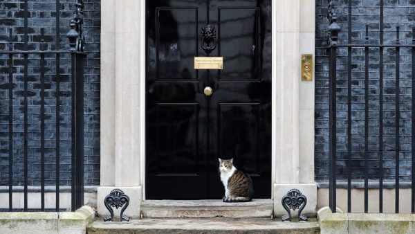Kat Larry viert jubileum op Downing Street 10 als officiële muizenjager, maar is liever lui dan moe