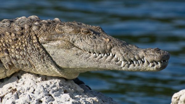 Man Erico Deurloo opgegeten door krokodil