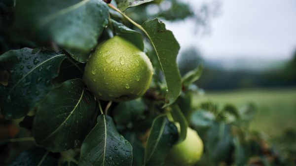 Ruim honderdduizend perenbomen gratis af te halen in Olst_
