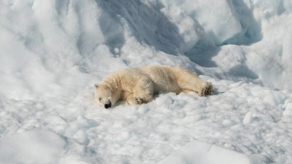 Bere-schattig_ kleine ijsbeer voor het eerst naar buiten in de dierentuin