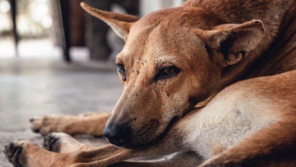 Inspectie vindt ruim 120 verwaarloosde honden bij Limburgse fokker