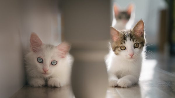 Huisdierenbrancheorganisatie Dibevo wil dat chippen van katten landelijk verplicht wordt