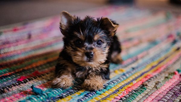 Hond in de pot: 315 Nederlands bestelden puppy die nooit aankwam