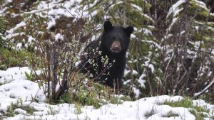 Thumbnail voor Lekker (beren)hapje: beer bijt vrouw in bil op buitentoilet in Alaska