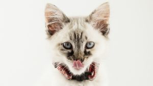 Thumbnail voor Van oorsmeer tot knolselderij: je kat is er (helaas) fan van