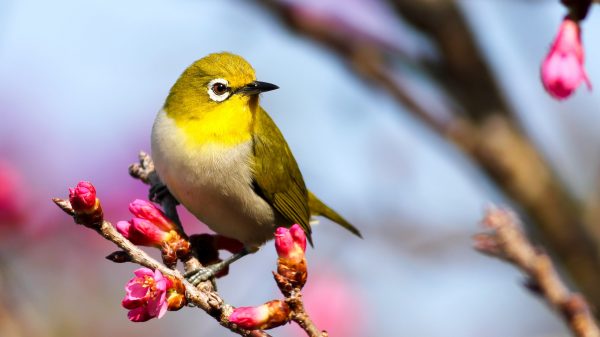 Zó haal je de fluitende vogels naar je tuin (en de poep weg)