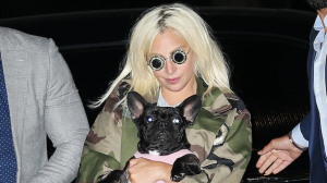Lady Gaga honden gestolen LA ANP