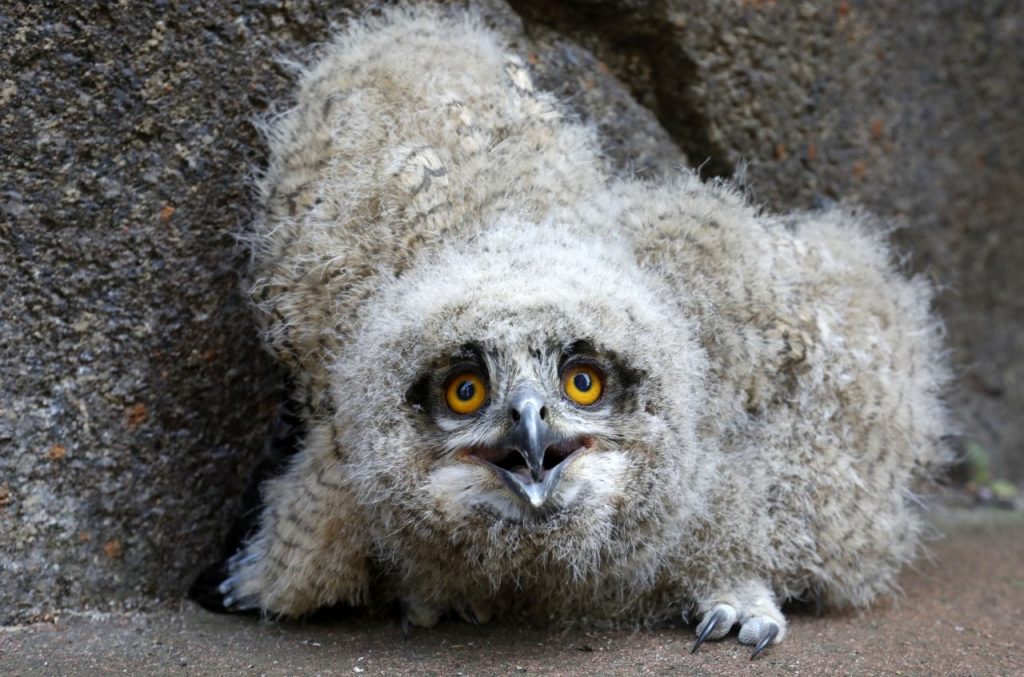 'Big Brother' bij de Vogelbescherming, met uilskuikens en ander jong grut