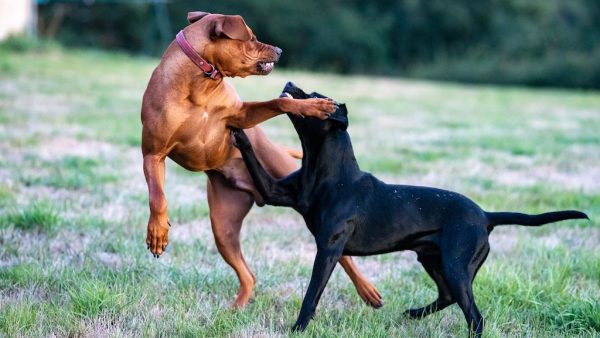 agressieve hond valt baasjes aan Unsplash