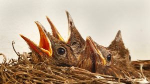 Thumbnail voor Boswachters willen rust in 'kraamkamer van Moeder Natuur' tijdens broedseizoen