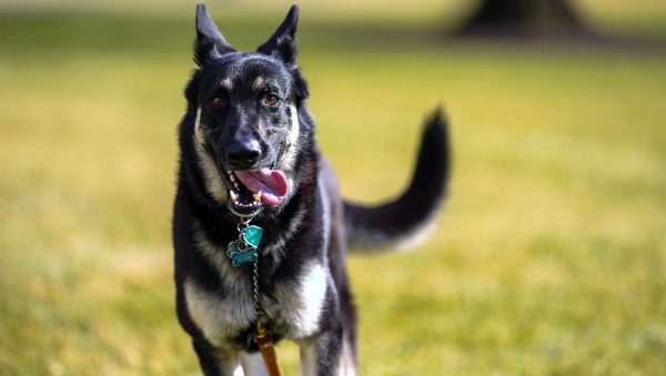 First dogs Major en Champ weg uit het witte huis