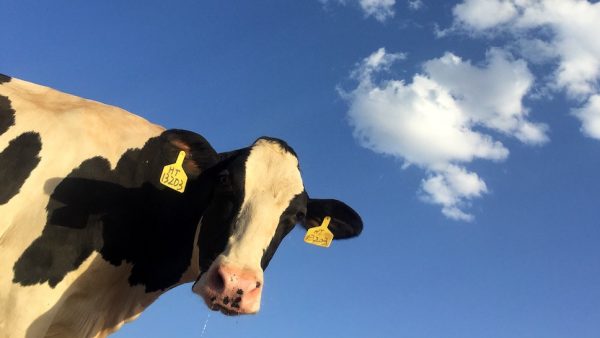 sociaal Groot Vernederen Loslopende koe verkende vannacht Utrecht, veearts vangt dier met lasso -  LINDA.nl