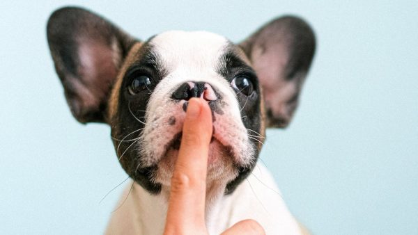 Hond scheurt stempas aan flarden (en kun je dan nog stemmen?)
