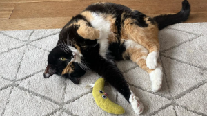 Thumbnail voor Gáán met die banaan: waarom katten gek zijn op dit knalgele speeltje