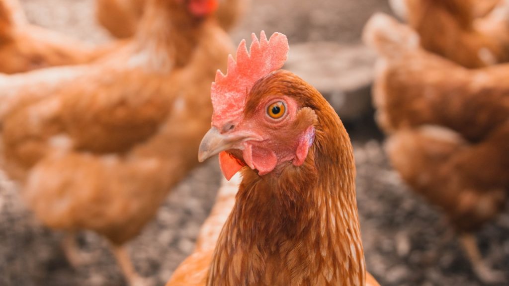 Lidl en Albert Heijn stappen vanaf 2023 over op uitsluitend scharrelkip: ‘Kost tijd’