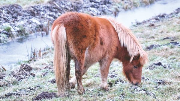 Eind goed, al goed: gestolen bejaarde shetlandpony van Hans (75) is terecht