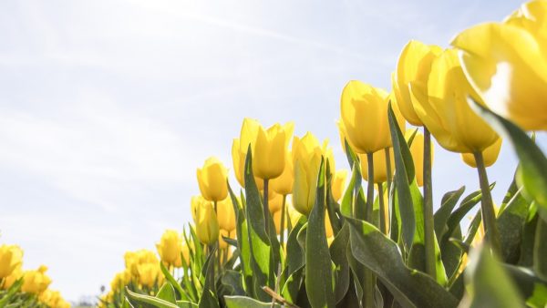 zomertijd lenteweer