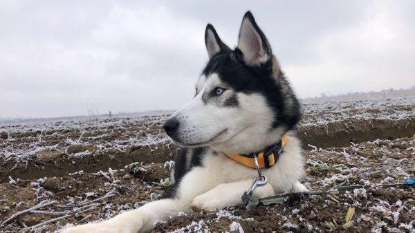 husky unsplash