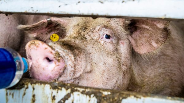 Vier actievoerders opgepakt na blokkade bij slachthuis van Vion Food Group