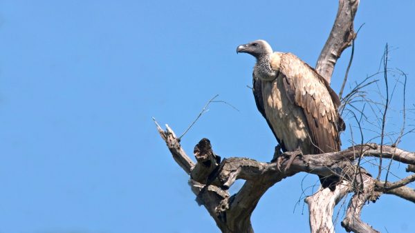 Diergaarde Blijdorp kan geluk niet op met geboorte zeldzame Afrikaanse witruggier