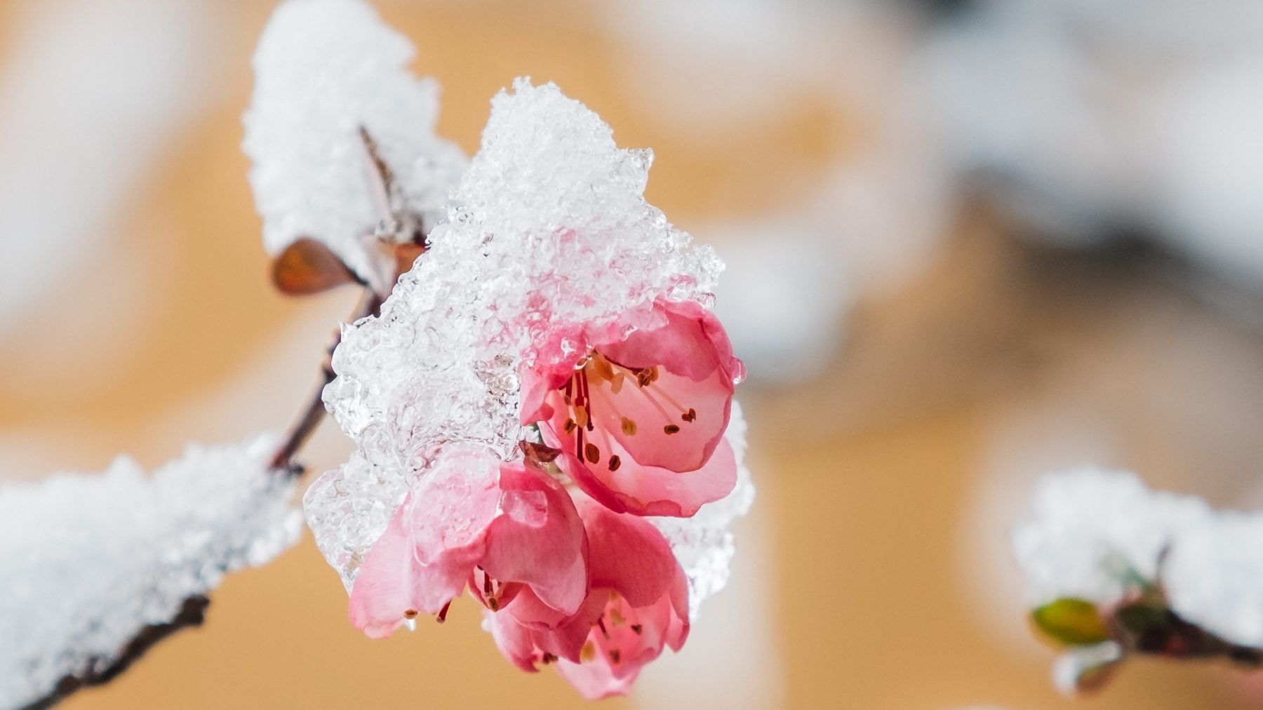 April doet wat hij wil: van 20 graden en zon naar mogelijk sneeuw en regen