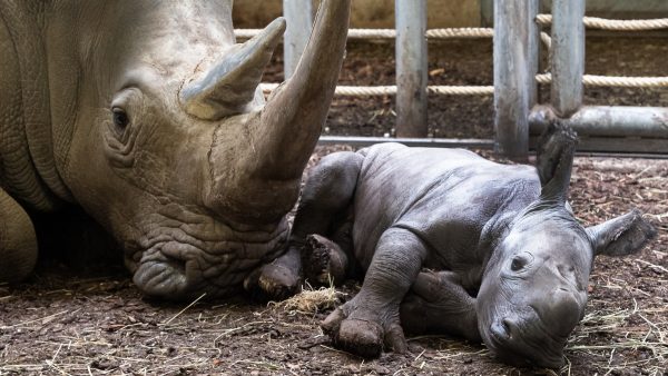 Beschuit met blauwe muisjes: kerngezond breedlipneushoorntje geboren