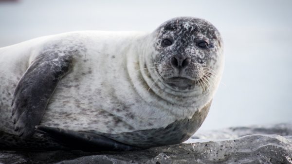 Zeehond op de weg_ politie Haringvliet moet er (wederom) een van de weg plukken