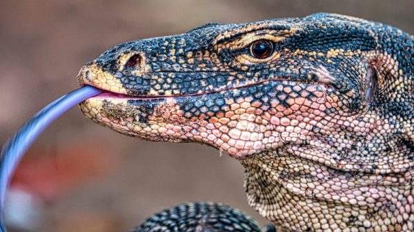 Thaise supermarktbezoekers schrikken van monsterlijk grote hagedis in de schappen