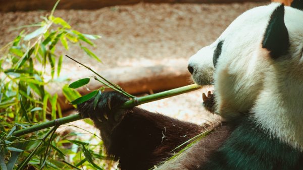 Met deze 7 filmpjes van smakkende dieren heb je gegarandeerd een topdag