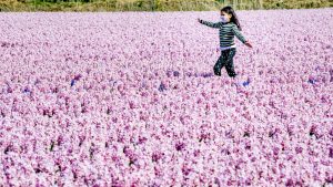 Thumbnail voor Testen en gáán: Keukenhof en ruim twintig monumenten open tijdens eerste pilotdag