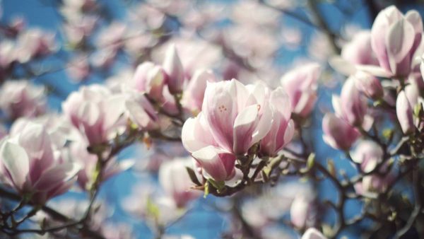 magnoliasiroop maken