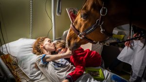 Thumbnail voor Paard Peyo geeft steun aan patiënten in Frans ziekenhuis