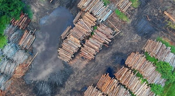 Nederland verantwoordelijk kappen regenwoud ontbossing