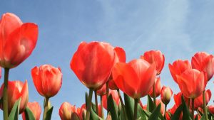 Thumbnail voor Leuk voor Insta: hier vind je de mooiste tulpenvelden voor de mooiste foto's