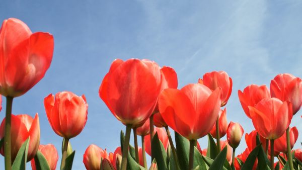 Leuk voor Insta: hier vind je de mooiste tulpenvelden voor de mooiste foto's