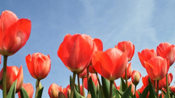 Leuk voor Insta: hier vind je de mooiste tulpenvelden voor de mooiste foto's