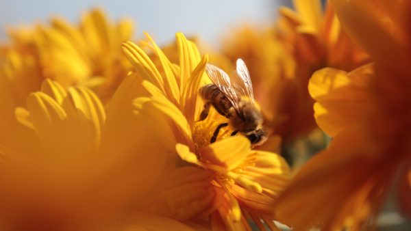 Kladblok en pen in de aanslag: dit weekend is de Nationale Bijentelling