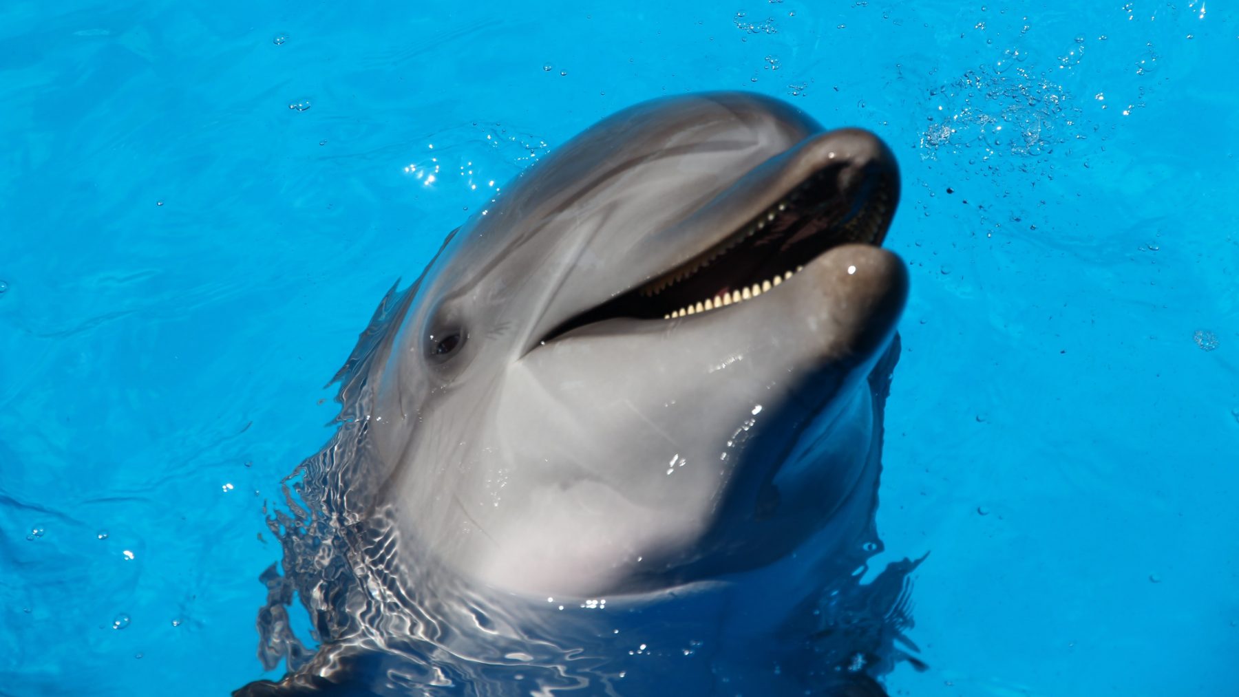 Dolfinarium door met shows, maar geen hoepels meer