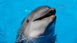 Thumbnail voor Shows blijven, maar Dolfinarium laat dolfijnen niet meer door hoepels springen
