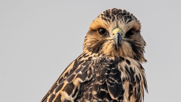 Terrorbuizerd zet klauwen in nekvel van hardlopers in Emmen