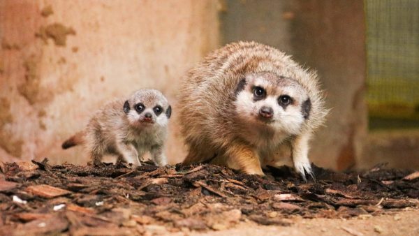 Wil je zien: drie snoezige stokstaartjes geboren in DierenPark Amersfoort