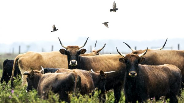 Heckrunderen Oostvaardersplassen zonder vergunning doodgeschoten