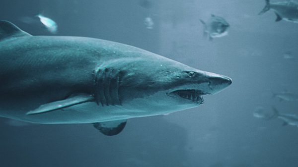 Witte haai naar Europa Unsplash