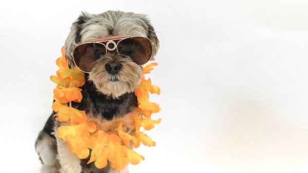 mooi weer op koningsdag