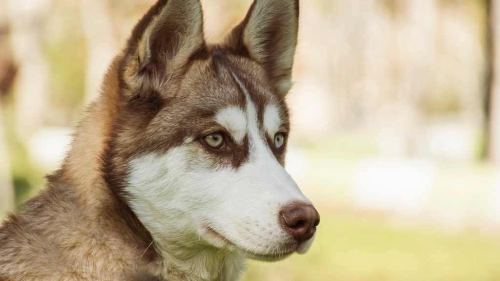 husky-vind-baby-paar-uur-oud-park